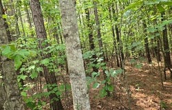 691 Miller Camp Road, Buckingham, VA 23921