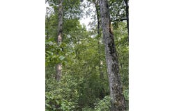 Sunny Fox Road, Mountain View, AR 72560-0000