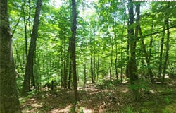 Hollow Point Drive, West Jefferson, NC 28694