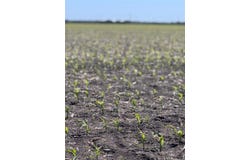 TBD Tract 4 Lund Carlson Rd, Coupland, TX 78615