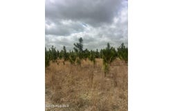 1711 Currie Mill Road lot: Tract 3, Jackson Springs, NC 27281