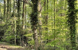 Forest Lane Drive, Gaffney, SC 29340