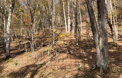 Holly Meadows Road, Parsons, WV 26287