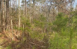 CR 2622, Marietta, TX 75566
