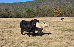 10 TBD Bates Arkansas, bates, AR 72958