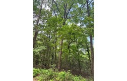 CR 497 lot: 1, Etoile, TX 75944