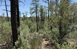 3352 Pine Needle Drive, Show Low, AZ 85901