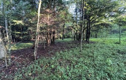 Davis Rd, Deer Lodge, TN 37726