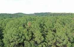 McNeil Road, Avinger, TX 75630
