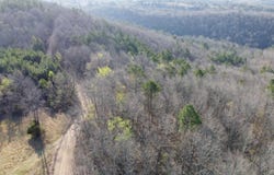 Schnauzer LN, Harriet, AR 72639