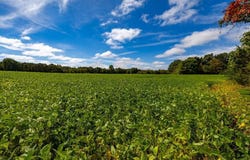 Dave Miller Road, Mayfield, KY 42066