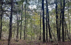 4600 Silerton Road, Henderson, TN 38340