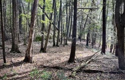 Whiteport Rd, Kingston, NY 12401