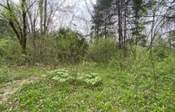 Melzoni Road, Pennington Gap, VA 24277