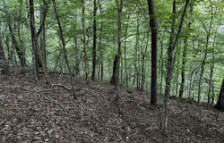 63 acres Stanley Road, Brookwood, AL 35444