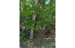 Fine Drive, Galena, MO 65656