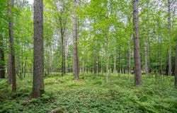 51xx Lindahl Rd, Duluth, MN 55811
