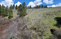 Old Peck Grade, Lenore, ID 83541
