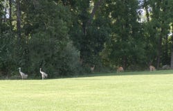 1012 Bayview Drive, Coldwater, MI 49036