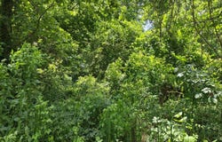 Lapraire Rd, Marksville, LA 71351