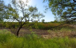 HWY 81, Ringgold, TX 76261