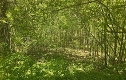 Hilltop Lane, Toccoa, GA 30577