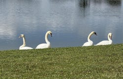 8913 SW Chevy Circle, Stuart, FL 34997