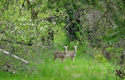 Clearwater Rd, Stites, ID 83552