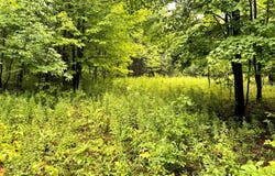 1.8 Brigham Rd, Richford, NY 13835
