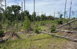 US Highway 278 E Tract A, Thaxton, MS 38871