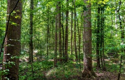 6800 Wolf Pen Rd, Pocahontas, TN 38061