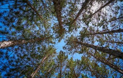 Parcel D Niemi Road, Kaleva, MI 49645