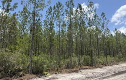 Corbitt Road lot: 8, Manor, GA 31550
