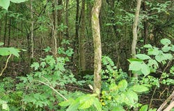 Shady Lane, BIG SANDY, TN 38221