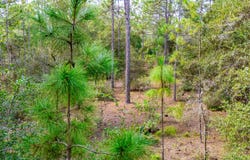 15515 SW 25th Place, Ocala, FL 34481