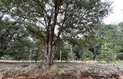 Warbonnet Road, Salley, SC 29137