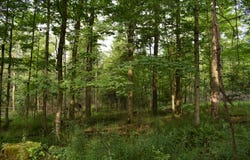 Sunback Road, Spartansburg, PA 16434