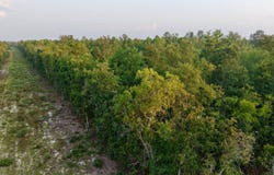 Charleston Highway, Williston, SC 29853