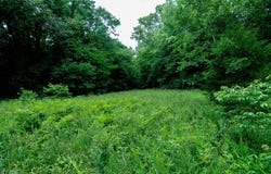 802 Silver Springs RD, Evening Shade, AR 72532
