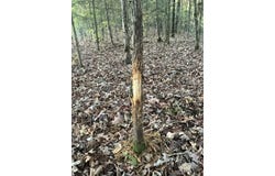 Black Hill Road, Bee Branch, AR 72013