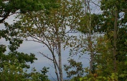 Bluff Ledge Rd, Sturgeon Bay, WI 54235