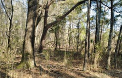 1 Westbury Road, Saint George, SC 29477