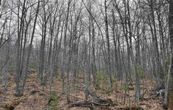 Near Krooks Drive, Negaunee, MI 49866