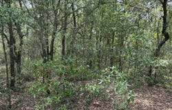 176 MAPLE Lane, Interlachen, FL 32148