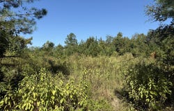 009 Mt Zion Road, Gordon, AL 36343