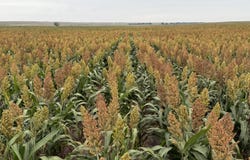 E Road 17, Ulysses, KS 67880