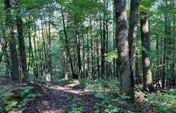 2017 Fox Hill Road, Dalton, NY 14836