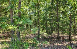 Trinchera Road, Edwards, MO 65326