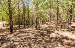 Burntfields Rd, Fulton, MS 38843