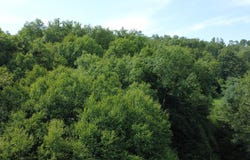 Fox Hollow Rd, Roulette, PA 16746